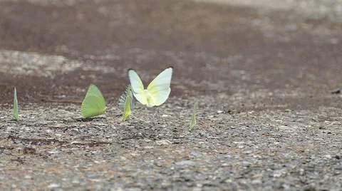 A group of butterflies on ground Stock Footage 54598033