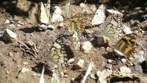 Group of butterflies on the ground Video stock 183980844