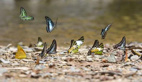 Group of butterflies Stock Photos