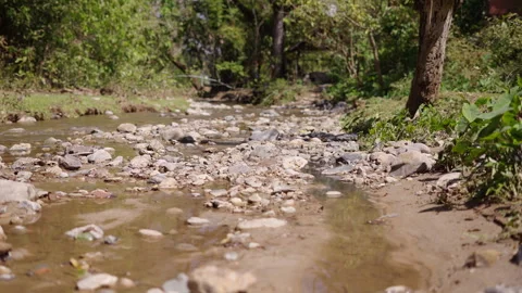 Group of butterflies pose on the river and fly away Stock Footage 246598077