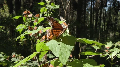 A group of butterflies sitting on a small tree in the monarch butterfly Stock Footage 243810432
