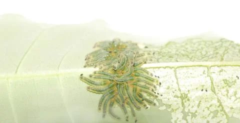 Group of butterfly caterpillar bug on leaf Foto stock