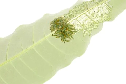 Group of butterfly caterpillar bug on leaf Stock Photos
