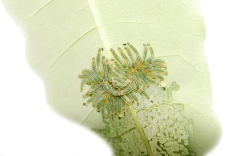 Group of butterfly caterpillar bug on leaf Stock Photos
