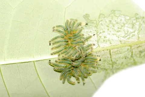  	group of butterfly caterpillar bug on leaf isolated Foto stock