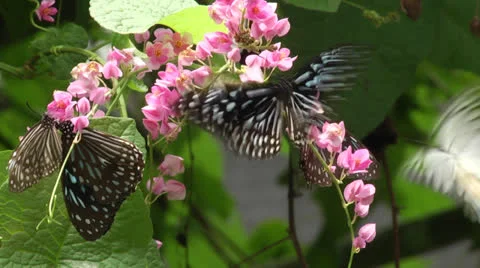 Group of butterfly dancing on flower Stock Footage 22679889