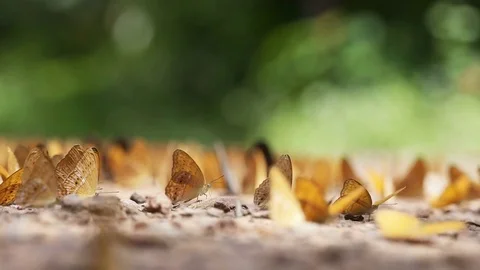 Group of butterfly. Stock Footage 77806596
