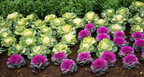 Group of cabbage in vegetable garden. Stock Photos