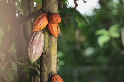 Group of cacao pod Stock Photos