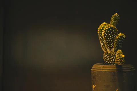 A group of cacti on a brown pot Stock Photos