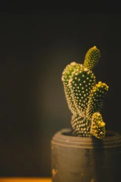 A group of cacti on a brown pot Stock Photos