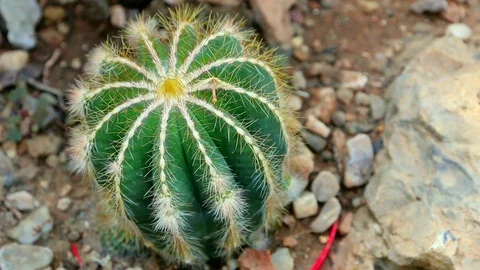 Group of cacti with long spines. Stock Footage 120282057