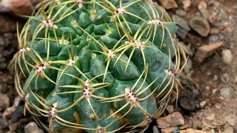 Group of cacti with long spines. Stock Footage 120283341