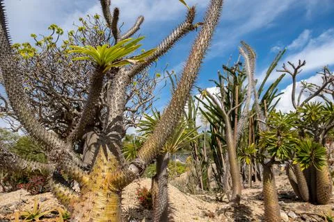 Group of cacti Stock Photos