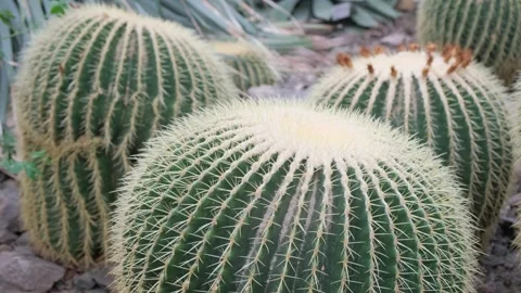 A group of cacti with the scientific name Echinocactus grusonii in a botanical Stock-Footage 252932974