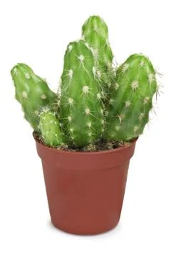 Group of cacti in small pot isolated on white 스톡 사진