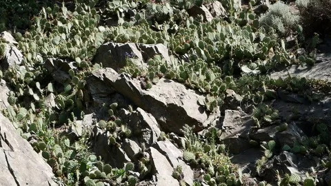 Group of cacti in the wasteland. 動画素材 91383148