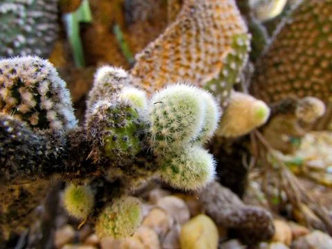 Group of cactus. Cactus texture background. Cactus in the desert Stock Photos