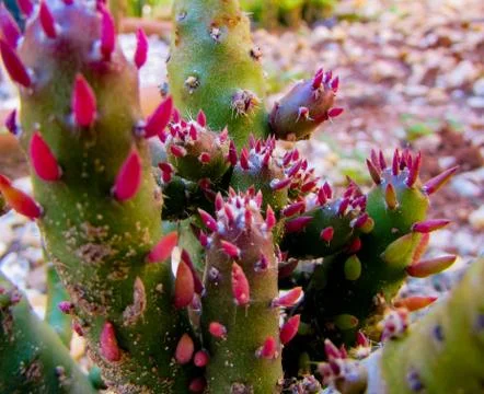 Group of cactus. Cactus texture background. Cactus in the desert Stock Photos