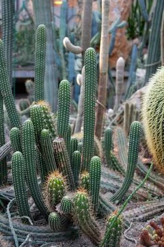 Group of cactus of elongated form. Stock Photos