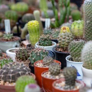 Group of cactus Stock Photos