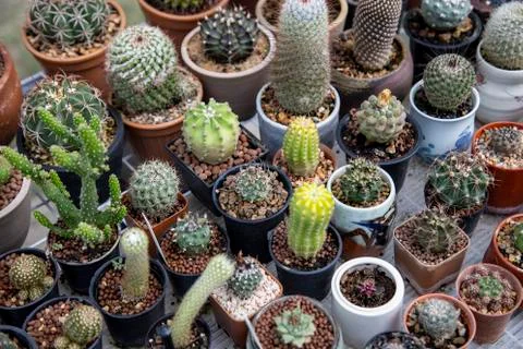 Group of cactus Stock Photos