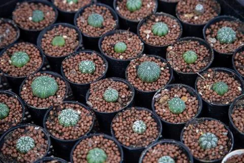 Group of cactus Stock Photos