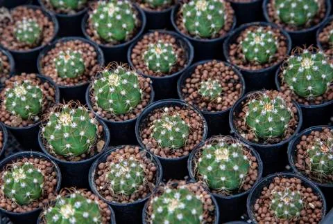 Group of cactus Stock Photos