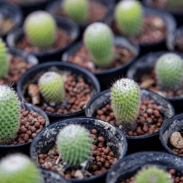 Group of cactus Stock Photos