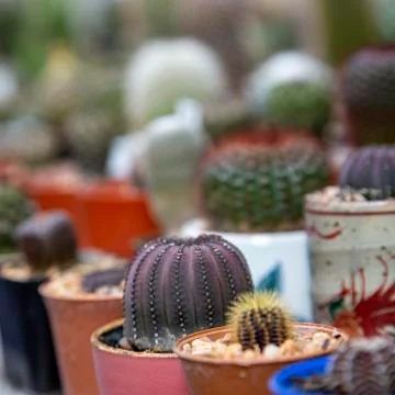 Group of cactus Stock Photos