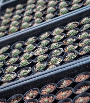 Group of cactus Stock Photos