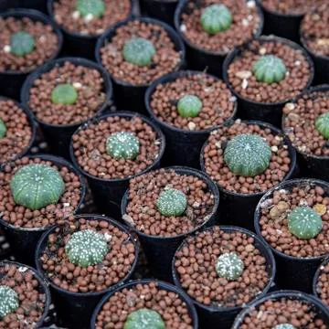 Group of cactus Stock Photos