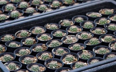 Group of cactus Foto stock