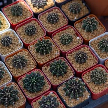 Group of cactus Stock Photos