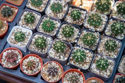 Group of cactus Stock Photos