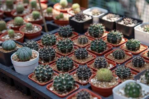 Group of cactus Foto stock