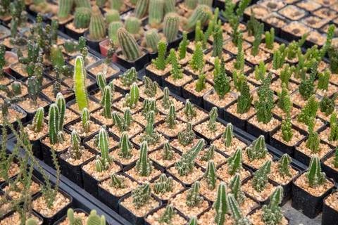 Group of cactus Stock Photos