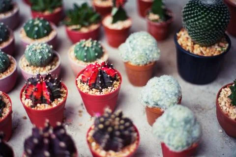 Group Of Cactus In A small Pot background close up Stock Photos