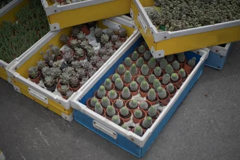 Group Of Cactus In A small Pot background close up Stock Photos