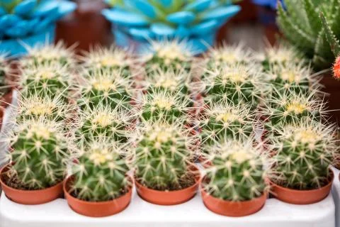 Group of cactus with white spines Stock-Fotos
