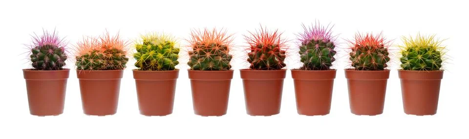 Group of cactuses Stock Photos