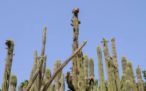 Group of cactuses Foto stock