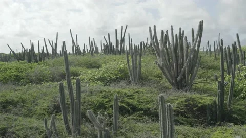 A group of cactuses standing in nature Stock Footage 205438808