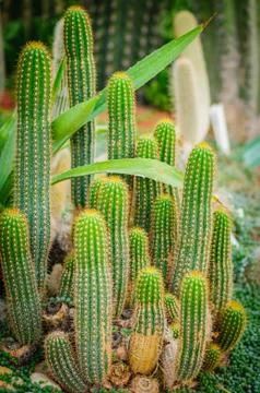 Group of cactuses. Succulents of different types Foto stock