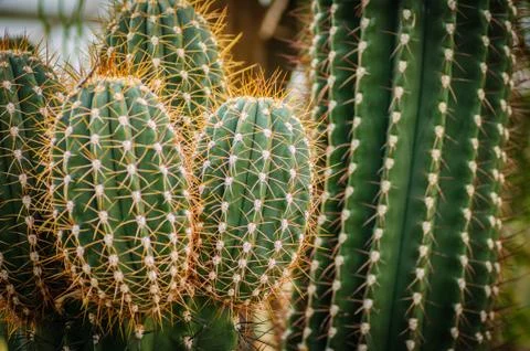 Group of cactuses. Succulents of different types Stock Photos