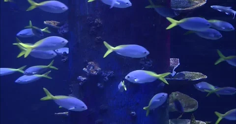 A group of Caesio teres 動画素材 343719463