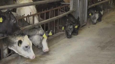 Group of Calfs Eating from the Ground Stock Footage 74230745
