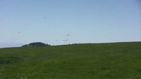 Group of California Condors circling in Southern Utah Stock Footage