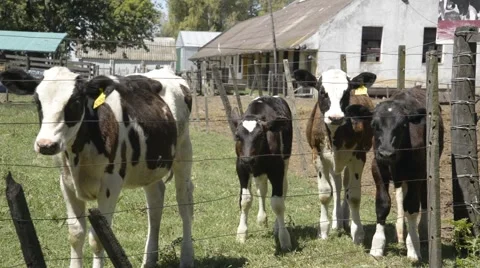 Group of calves approaching and looking Stock Footage 44360899