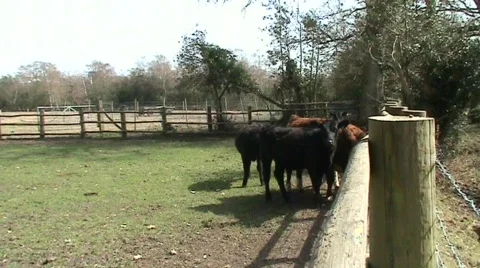 Group of calves Video stock 359609